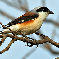 adulto, marzo - <a href=https://commons.wikimedia.org/wiki/File:Bay-backed_Shrike_(Lanius_vittatus)_in_Hyderabad_W_IMG_7081.jpg target=CC><font color=white>[photo credits]</font></a>