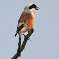 adulto, marzo - <a href=https://commons.wikimedia.org/wiki/File:Bay-backed_Shrike_(Lanius_vittatus)_at_Sultanpur_I_Picture_052.jpg target=CC><font color=white>[photo credits]</font></a>