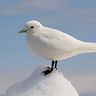 adulto, maggio - <a href=https://commons.wikimedia.org/wiki/File:Ivory_Gull_Portrait.jpg target=CC><font color=white>[photo credits]</font></a>