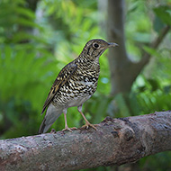 adulto - <a href=https://commons.wikimedia.org/wiki/File:Scaly_Thrush_3009.jpg target=CC><font color=white>[photo credits]</font></a>